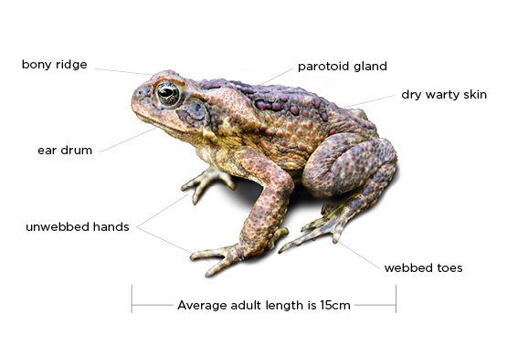 Pet Owners Beware Are Poisonous Toads Invading Your Yard Island Environmental