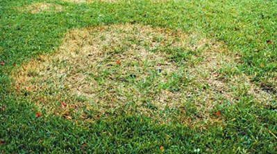 Rainy Season: Signs Your Lawn is Getting too Much Water – Island ...